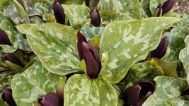 lekninLKTrillium sessile